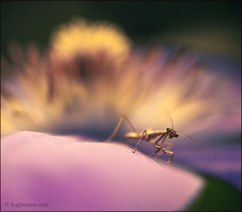 In Search of a Map | Tenodera aridifolia sinensis Her eyes scan the new landscape
 in search of a map, a flower's cosmology
 ready for misadventures.

Wild Light Post: http://www.bugdreams.com/archives/map/ Chinese Mantis,Dictyoptera,Mantidae,Tenodera aridifolia sinensis,Tenodera sinensis,entomology,flower,garden,insect,invertebrate,mantid,mantis,nymph,praying mantis