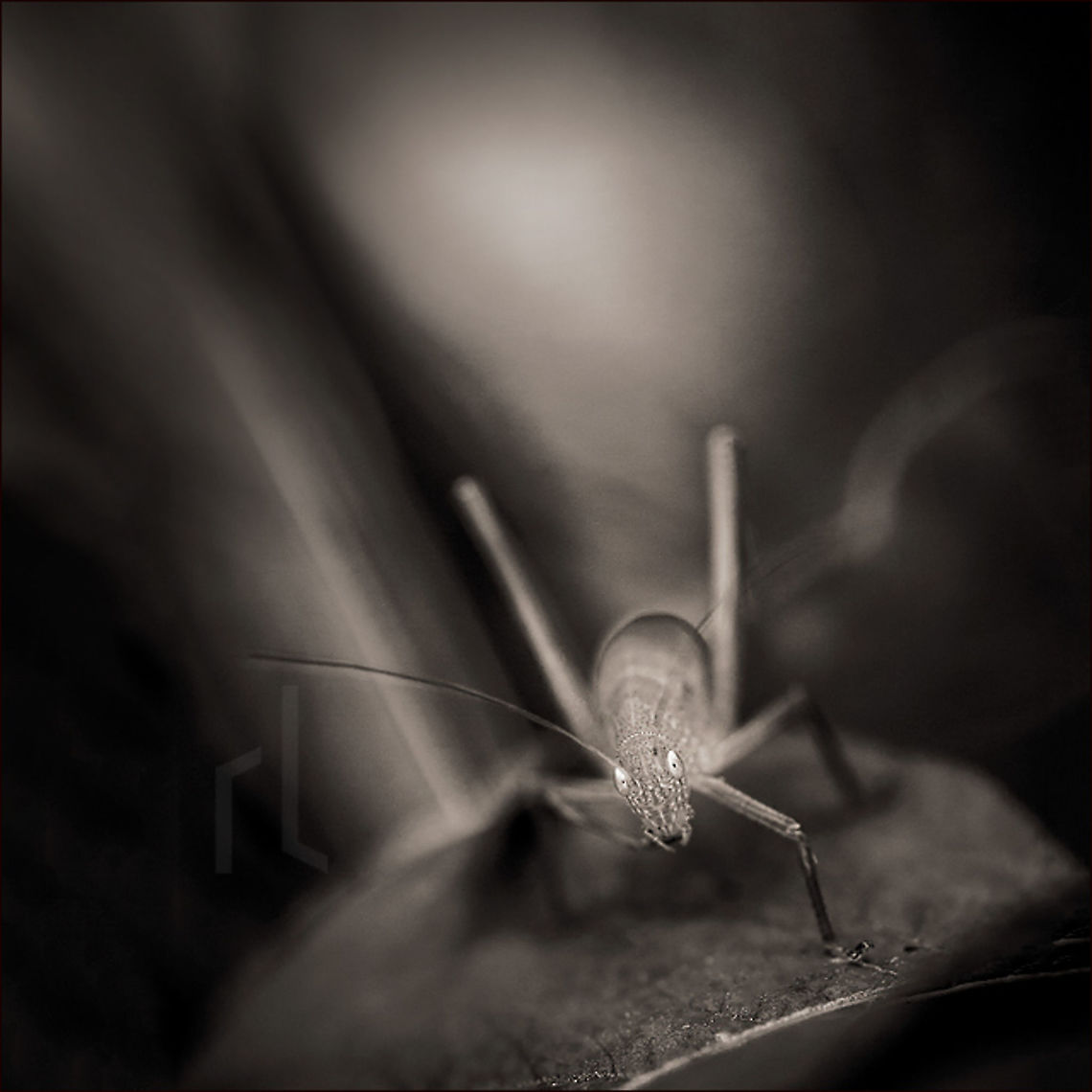 Greater Angle-wing Katydid Greater Angle-wing Katydid &ndash; Microcentrum rhombifolium Geotagged,Greater Angle-wing Katydid,Greater Anglewing Katydid,Microcentrum rhombifolium,United States,biodiversity,grackle,insect,invertebrate,katydid,long-horned grasshopper,longhorn grasshopper,nature,wild,wildlife