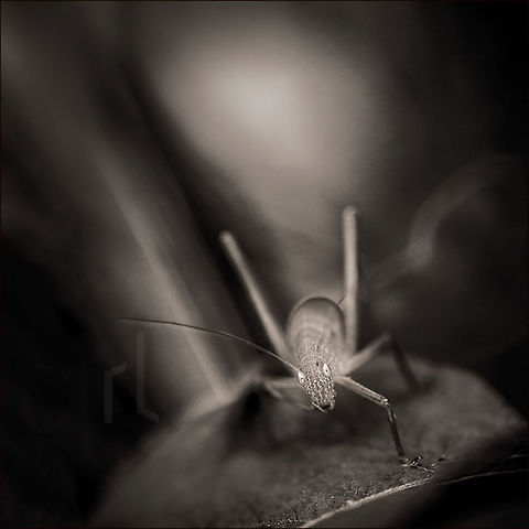 Greater Angle-wing Katydid Greater Angle-wing Katydid &ndash; Microcentrum rhombifolium Geotagged,Greater Angle-wing Katydid,Greater Anglewing Katydid,Microcentrum rhombifolium,United States,biodiversity,grackle,insect,invertebrate,katydid,long-horned grasshopper,longhorn grasshopper,nature,wild,wildlife