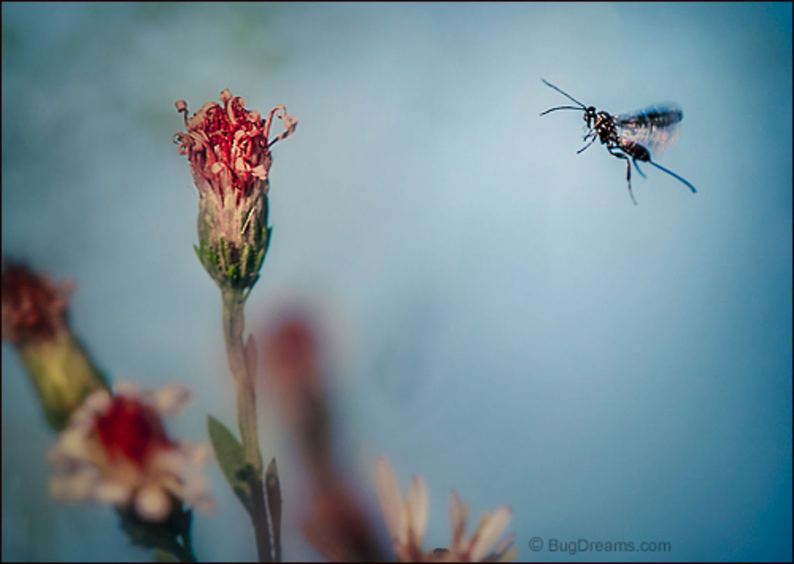 A Dragon's Enemy | Ichneumon wasp A freelance vandal in over his head,<br />
a dragon's enemy drawn to frozen fire.<br />
<br />
Wild Light Post: <a href="http://www.bugdreams.com/archives/vandal/" rel="nofollow">http://www.bugdreams.com/archives/vandal/</a> biodiversity,flower,hymenopteron,ichneumon,insect,invertebrate,nature,wasp,wildlife