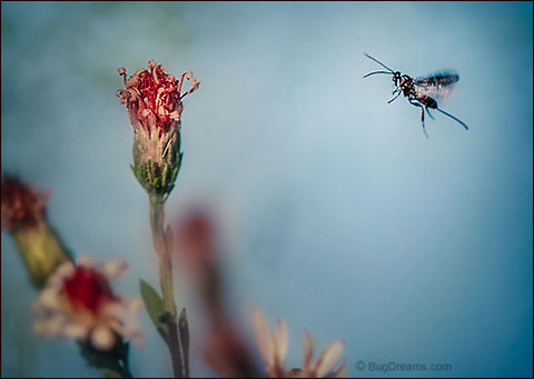 A Dragon's Enemy | Ichneumon wasp A freelance vandal in over his head,
 a dragon's enemy drawn to frozen fire.

Wild Light Post: http://www.bugdreams.com/archives/vandal/ biodiversity,flower,hymenopteron,ichneumon,insect,invertebrate,nature,wasp,wildlife