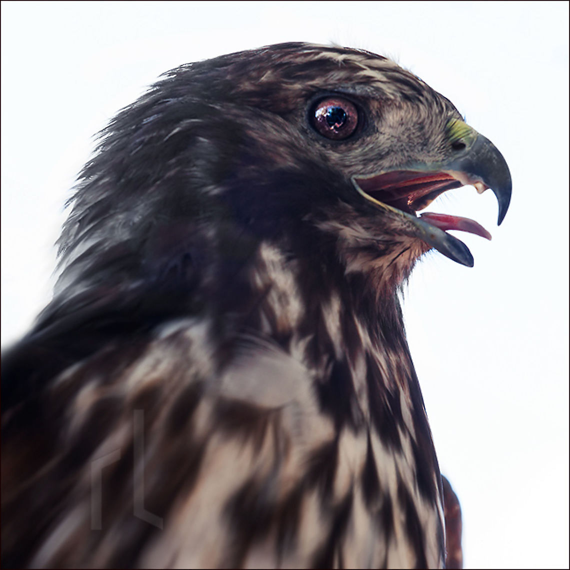Harlan's Red-tailed Hawk Harlan&#039;s Red-tailed Hawk - Buteo jamaicensis harlani Buteo jamaicensis harlani,Geotagged,Harlan's Red-tailed Hawk,Red-tailed Hawk\,United States,bird,flight,hawk,hunt,hunter,hunting,predator,raptor,wings