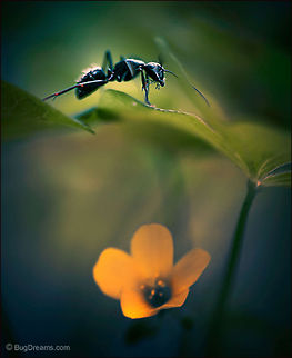A Daisy's Sorcery | Camponotus pennsylvanicus Unsure of her next move, a slave
 to a daisy's sorcery, lost in the underworld's
 intoxicating atmosphere.

Wild Light Post: http://www.bugdreams.com/archives/daisy/ Black carpenter ant,Camponotus pennsylvanicus,Eastern black carpenter ant,Formicidae,ant,biodiversity,carpenter ant,daisy,flower,insect,invertebrate,nature,wild,wildlife
