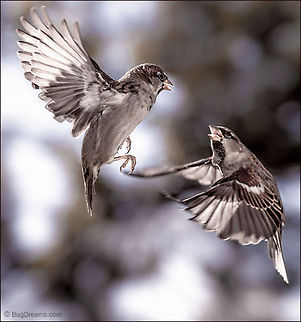 Emotional Fireworks | Passer domesticus Emotional fireworks scatter like confetti,
 an airborne argument between petty criminals.

Wild Light Post: http://www.bugdreams.com/archives/emotional-fireworks/ House Sparrow,Passer domesticus,battle,bird,birdwatching,fight,flight,passer domesticus,songbird,sparrow,wild,wildlife,wings