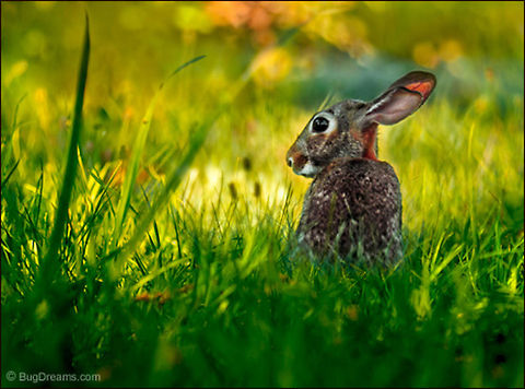 Warning Siren | Oryctolagus cuniculus Obscured by the horde, listening for
 a warning siren, hungering for the
 unreachable space.

Wild Light Post: http://www.bugdreams.com/archives/warning-siren/ European Rabbit,European rabbit,Oryctolagus cuniculus,common rabbit,rabbit
