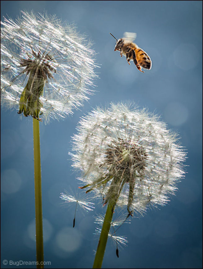 Bee on Fire | Apis mellifera <br />
This bee is on fire, making one last attempt<br />
 to change a breeze's direction, castaway seeds<br />
 struggling to keep up.<br />
<br />
Wild Light Post: <a href="http://www.bugdreams.com/archives/bee-on-fire/" rel="nofollow">http://www.bugdreams.com/archives/bee-on-fire/</a> Apis mellifera,Apis mellifera ligustica,European honey bee,Italian honey bee,Taraxacum officinale,Western honey bee,bee,beekeeping,dandelion,flight,flower,honey bee,honeybee,insect,pollen,pollinate,sun,sunlight