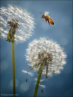 Bee on Fire | Apis mellifera 
This bee is on fire, making one last attempt
 to change a breeze's direction, castaway seeds
 struggling to keep up.

Wild Light Post: http://www.bugdreams.com/archives/bee-on-fire/ Apis mellifera,Apis mellifera ligustica,European honey bee,Italian honey bee,Taraxacum officinale,Western honey bee,bee,beekeeping,dandelion,flight,flower,honey bee,honeybee,insect,pollen,pollinate,sun,sunlight