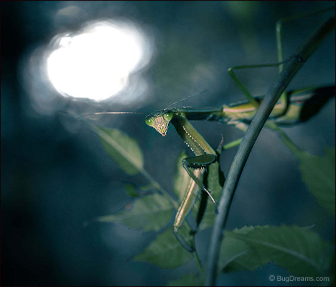 Past Crimes | Tenodera aridifolia sinensis An old mantis greets a new moon,<br />
 thorny demon reflecting on past crimes.<br />
<br />
Wild Light Post: <a href="http://www.bugdreams.com/archives/past-crimes/" rel="nofollow">http://www.bugdreams.com/archives/past-crimes/</a> Chinese Mantis,Dictyoptera,Mantidae,Tenodera aridifolia sinensis,Tenodera sinensis,entomology,garden,insect,invertebrate,mantid,mantis,nature,nymph,praying mantis,wildlife