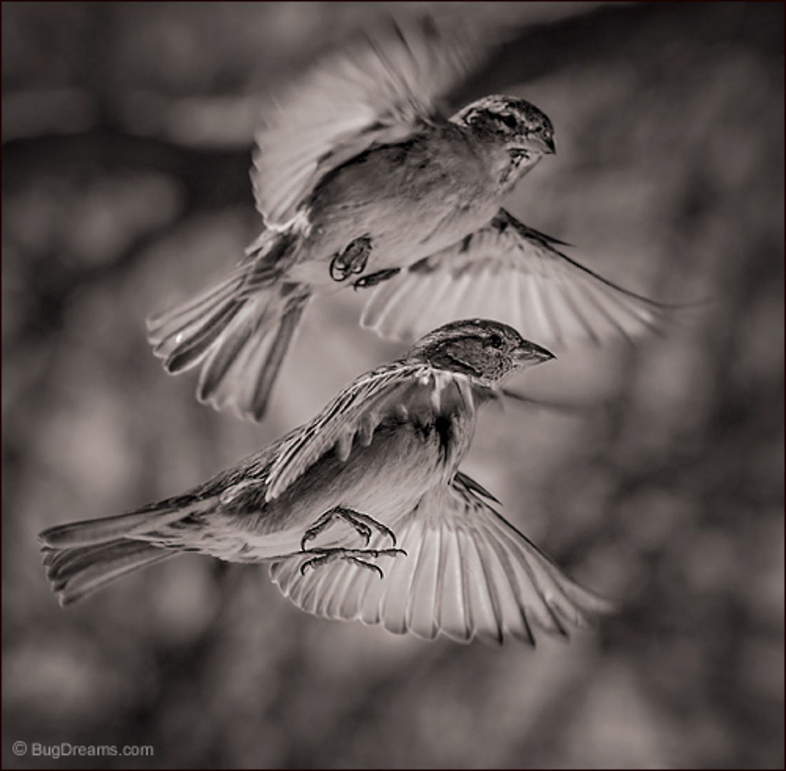 Wind Surfers | Passer domesticus A pair of songbirds cut loose from winter&rsquo;s touch,<br />
 surfing a cool backyard wind.<br />
<br />
Wild Light Post: <a href="http://www.bugdreams.com/archives/wind-surfers/" rel="nofollow">http://www.bugdreams.com/archives/wind-surfers/</a> House Sparrow,Passer domesticus,bird,birdwatching,flight,nature,passer domesticus,songbird,sparrow,wild,wildlife,wings,winter