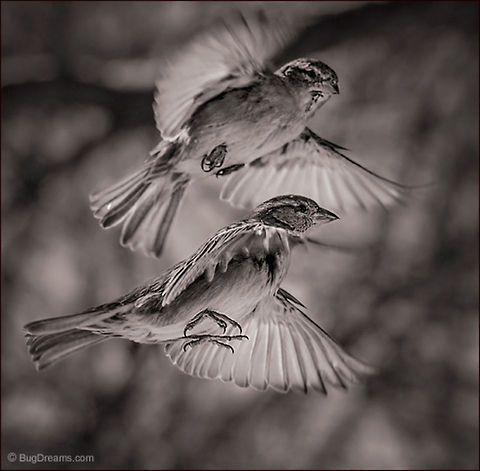 Wind Surfers | Passer domesticus A pair of songbirds cut loose from winter’s touch,
 surfing a cool backyard wind.

Wild Light Post: http://www.bugdreams.com/archives/wind-surfers/ House Sparrow,Passer domesticus,bird,birdwatching,flight,nature,passer domesticus,songbird,sparrow,wild,wildlife,wings,winter