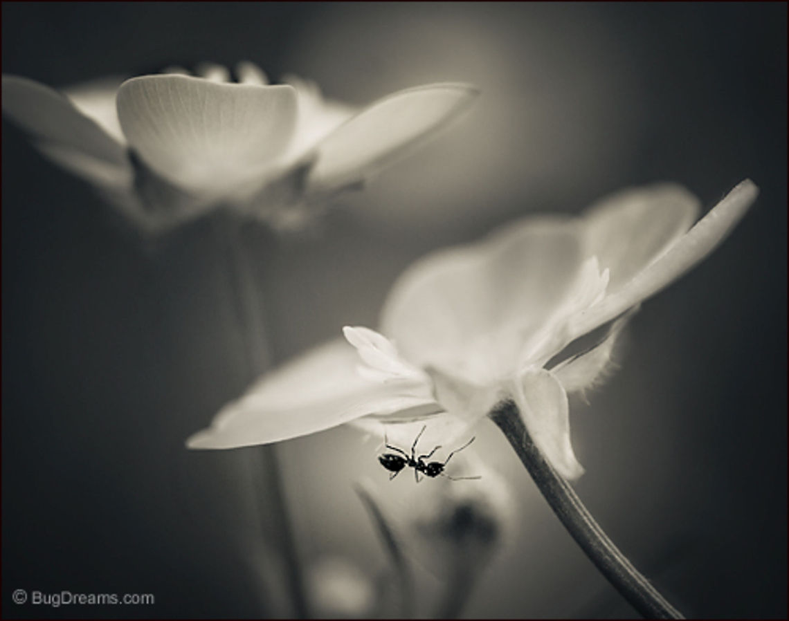 Secrets | Tetramorium caespitum Searching a daisy's silence, faded petals<br />
 collide with secrets only a stranger knows.<br />
<br />
Wild Light Post: <a href="http://www.bugdreams.com/archives/secrets/" rel="nofollow">http://www.bugdreams.com/archives/secrets/</a> Formicidae,Pavement ant,Tetramorium caespitum,ant,biodiversity,daisy,flower,insect,invertebrate,nature,road