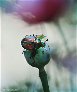 Visitor to a Small Planet | Popillia japonica Her indulgent eye surveying all the colors
 of the stratosphere, a visitor to a small planet
 batters the world with her tender affections.

Wild Light Post: http://www.bugdreams.com/archives/visitor/ Japanese Beetle,Japanese beetle,Popillia japonica,beetle,biodiversity,flower,insect,invertebrate,japanese beetle,nature,poppy,wildlife