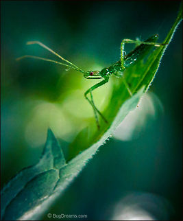 Sneaking Shocks | Zelus luridus Frozen like a crystal, an assassin
 sneaks shocks into a dull landscape,
 her long childhood at an end.

Wild Light Post: http://www.bugdreams.com/archives/shocks/ Reduviidae,Zelus luridus,assassin bug,biodiversity,insect,invertebrate,leaf,nature,nymph,predator,red