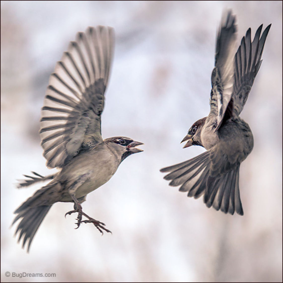 Three Sheets to the Wind  | Passer domesticus Three sheets to the wind, two songbirds<br />
 argue the merits of flying off the avian cliff.<br />
<br />
Wild Light Post: <a href="http://www.bugdreams.com/archives/sheets/" rel="nofollow">http://www.bugdreams.com/archives/sheets/</a> House Sparrow,Passer domesticus,birds,birdwatching,fight,flight,nature,passer domesticus,songbird,sparrow,wild,wildlife,wind,wings