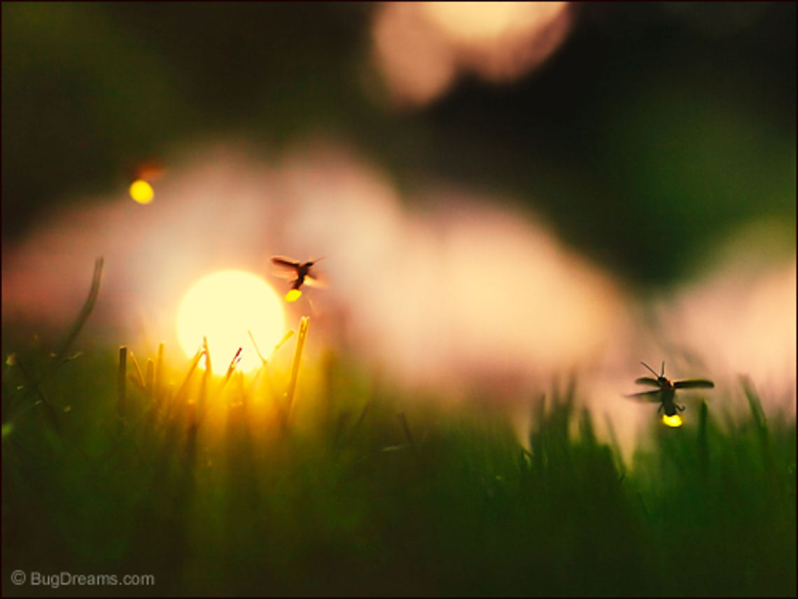 Fire Dance | Photinus pyralis Holiday lights jump from lawn to lawn, lonely fires dancing the year away under moonlit trees.<br />
<br />
Wild Light Post: <a href="http://www.bugdreams.com/archives/fire-dance/" rel="nofollow">http://www.bugdreams.com/archives/fire-dance/</a> Photinus,Photinus pyralis,Photinus pyralis Blow,beetle,big dipper,biodiversity,bioluminescence,common eastern firefly,dusk,evening,firefly,glow,glowworm,grass,insect,light,lightning bug,night,summer