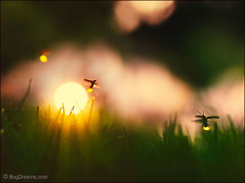 Fire Dance | Photinus pyralis Holiday lights jump from lawn to lawn, lonely fires dancing the year away under moonlit trees.

Wild Light Post: http://www.bugdreams.com/archives/fire-dance/ Photinus,Photinus pyralis,Photinus pyralis Blow,beetle,big dipper,biodiversity,bioluminescence,common eastern firefly,dusk,evening,firefly,glow,glowworm,grass,insect,light,lightning bug,night,summer