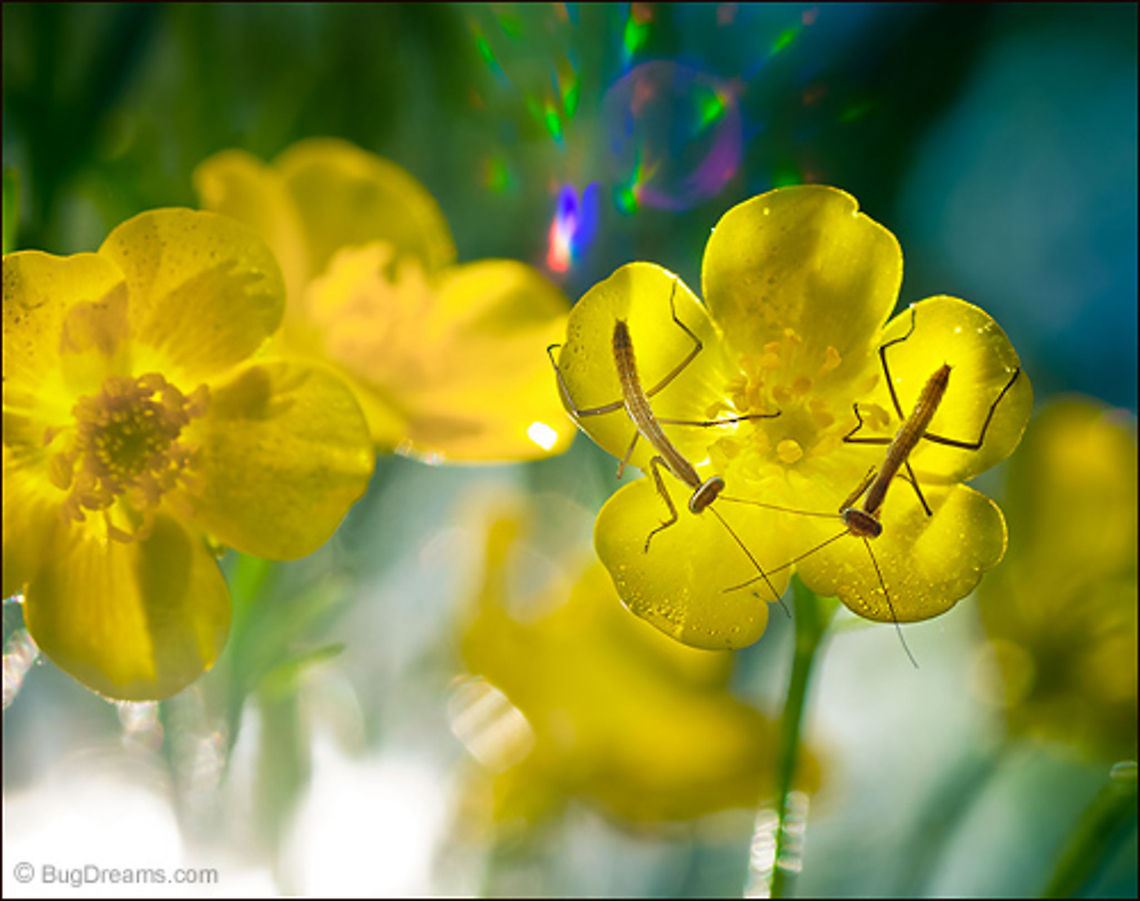 The Old Year Shatters | Tenodera aridifolia sinensis A crowded party in a tiny flower, the old year<br />
 shatters into bright shards as newborn mantids<br />
 leap into next year.<br />
<br />
Wild Light Post: <a href="http://www.bugdreams.com/archives/old-year/" rel="nofollow">http://www.bugdreams.com/archives/old-year/</a> Chinese Mantis,Dictyoptera,Mantidae,Tenodera aridifolia sinensis,Tenodera sinensis,daisy,entomology,flower,garden,insect,invertebrate,mantid,mantis,nature,nymph,praying mantis,wildlife