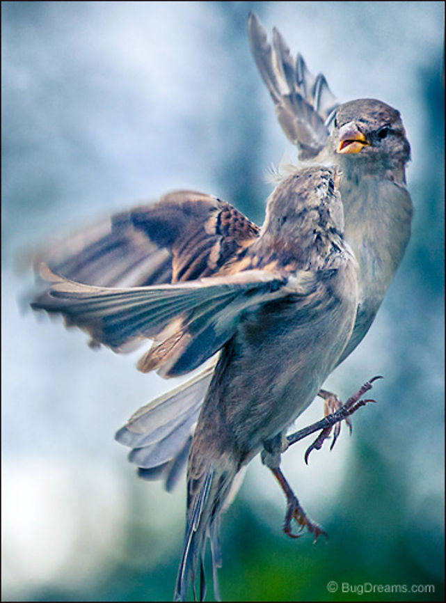 The Wind is a Time Machine | Passer domesticus Two songbirds leap forward into next year,<br />
arguing the details of gravity,<br />
the wind a time machine.<br />
<br />
Wild Light Post: <a href="http://www.bugdreams.com/archives/time-machine/" rel="nofollow">http://www.bugdreams.com/archives/time-machine/</a> House Sparrow,Passer domesticus,bird,birdwatching,flight,passer domesticus,songbird,sparrow,wild,wildlife,wind,wings
