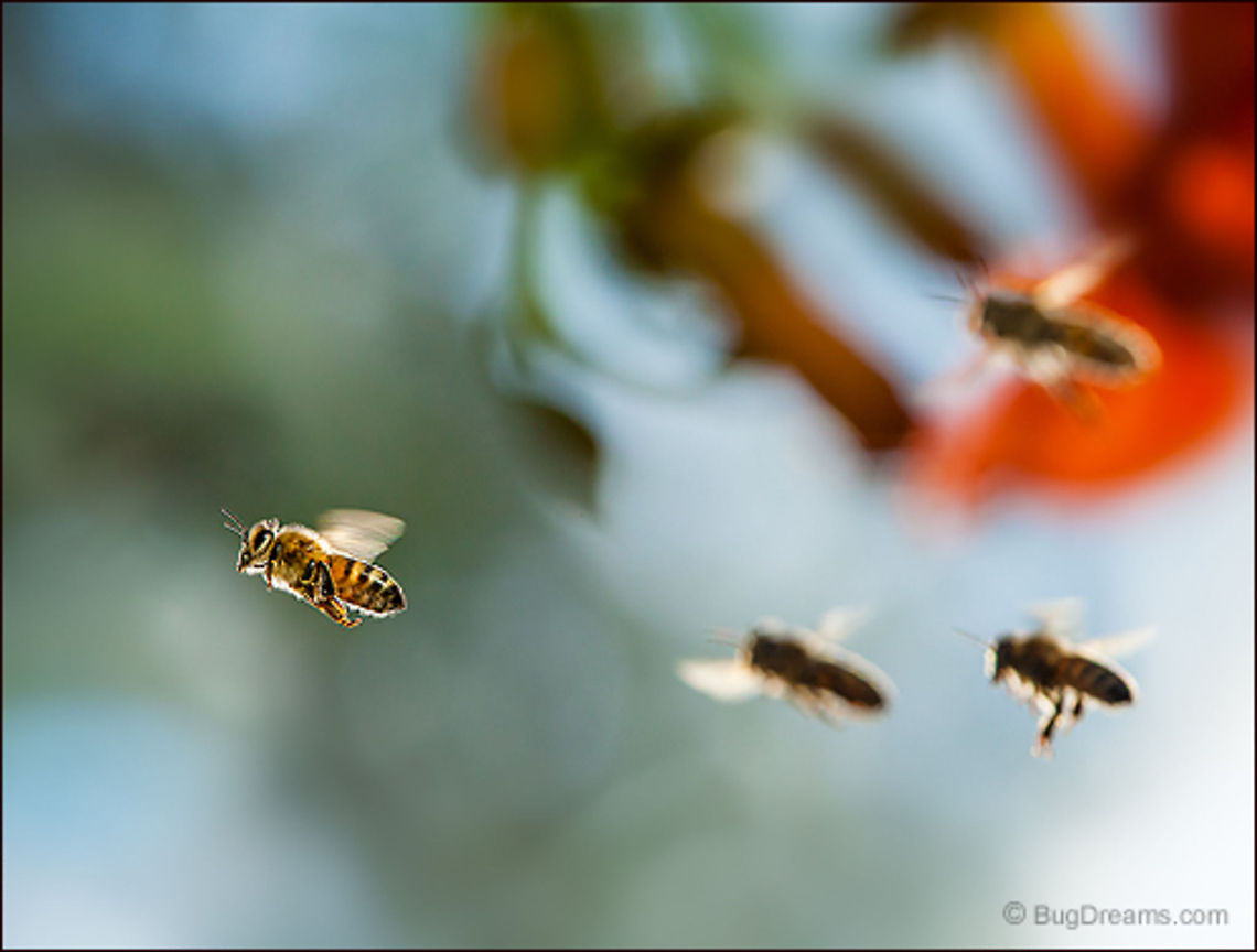 An Uneasy Peace | Apis mellifera A squadron of bees streak through a garden,<br />
dismantling the uneasy peace<br />
between flowers and the sun.<br />
<br />
<a href="http://www.bugdreams.com/archives/uneasy-peace/" rel="nofollow">http://www.bugdreams.com/archives/uneasy-peace/</a> Apis mellifera,Apis mellifera ligustica,European honey bee,Italian honey bee,Western honey bee,apis,bee,beekeeping,flight,flower,honey bee,honeybee,insect,invertebrate,pollinate,sun,wings