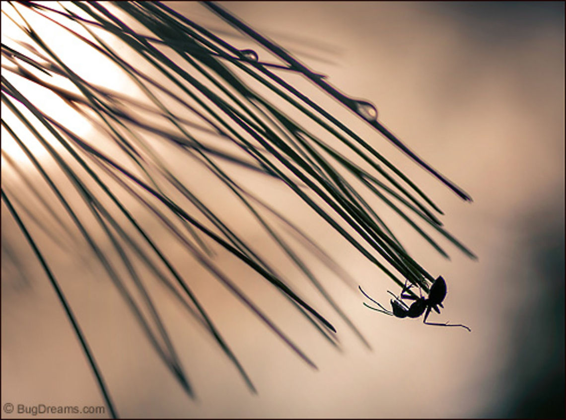 In the Pines | Camponotus pennsylvanicus The prettiest ant that I ever did see,<br />
 she wears the coming sunset like a robe,<br />
 dancing away the years<br />
 like motes in a sunbeam.<br />
<br />
Wild Light Post: <a href="http://www.bugdreams.com/archives/in-the-pines/" rel="nofollow">http://www.bugdreams.com/archives/in-the-pines/</a> Black carpenter ant,Camponotus pennsylvanicus,Eastern White Pine,Eastern black carpenter ant,Formicidae,ant,biodiversity,carpenter ant,insect,invertebrate,nature,sun,sunlight,wild