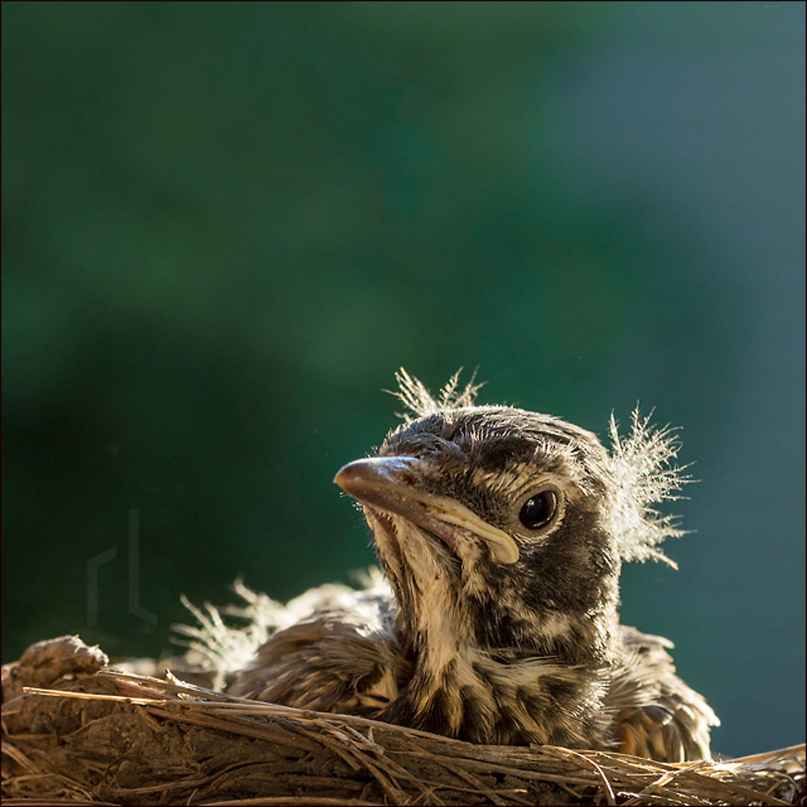 Me? Bad hair day? Robin baby in nest &bull;<br />
<br />
American Robin | Turdus migratorius American Robin,Geotagged,Spring,Turdus migratorius,United States,baby,bird,branch,feathers,flight,mother,nest,nesting,robin,wings