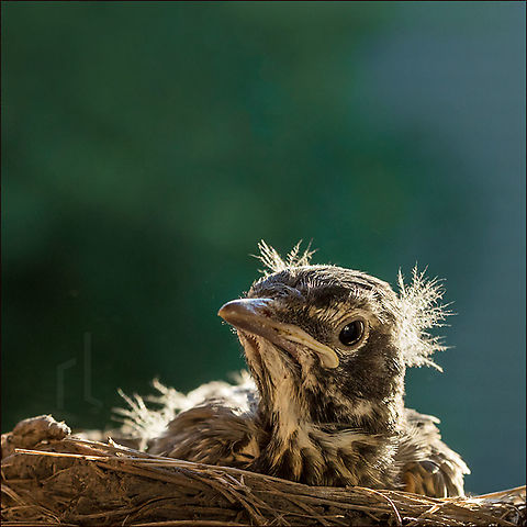 Me? Bad hair day? Robin baby in nest &bull;

American Robin | Turdus migratorius American Robin,Geotagged,Spring,Turdus migratorius,United States,baby,bird,branch,feathers,flight,mother,nest,nesting,robin,wings
