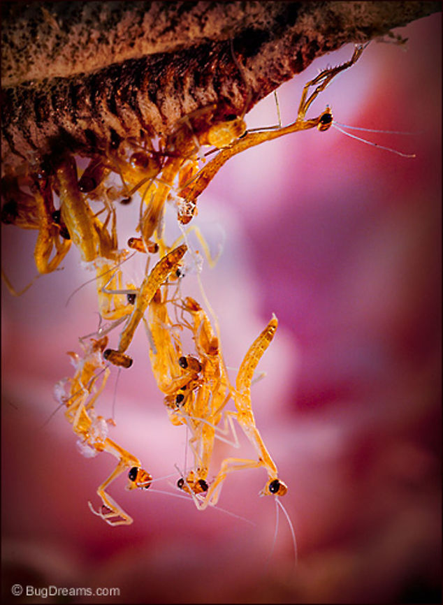 Rebellious Beauty | Tenodera aridifolia sinensis Newborn nymphets seen through a pinhole,<br />
 future predators stage a grand entrance<br />
 tangled up in rebellious beauty.<br />
<br />
Wild Light Post: <a href="http://www.bugdreams.com/archives/rebellious-beauty/" rel="nofollow">http://www.bugdreams.com/archives/rebellious-beauty/</a> Chinese Mantis,Dictyoptera,Mantidae,Tenodera aridifolia sinensis,Tenodera sinensis,birth,egg case,entomology,garden,insect,invertebrate,mantid,mantis,nature,nymph,ootheca,praying mantis