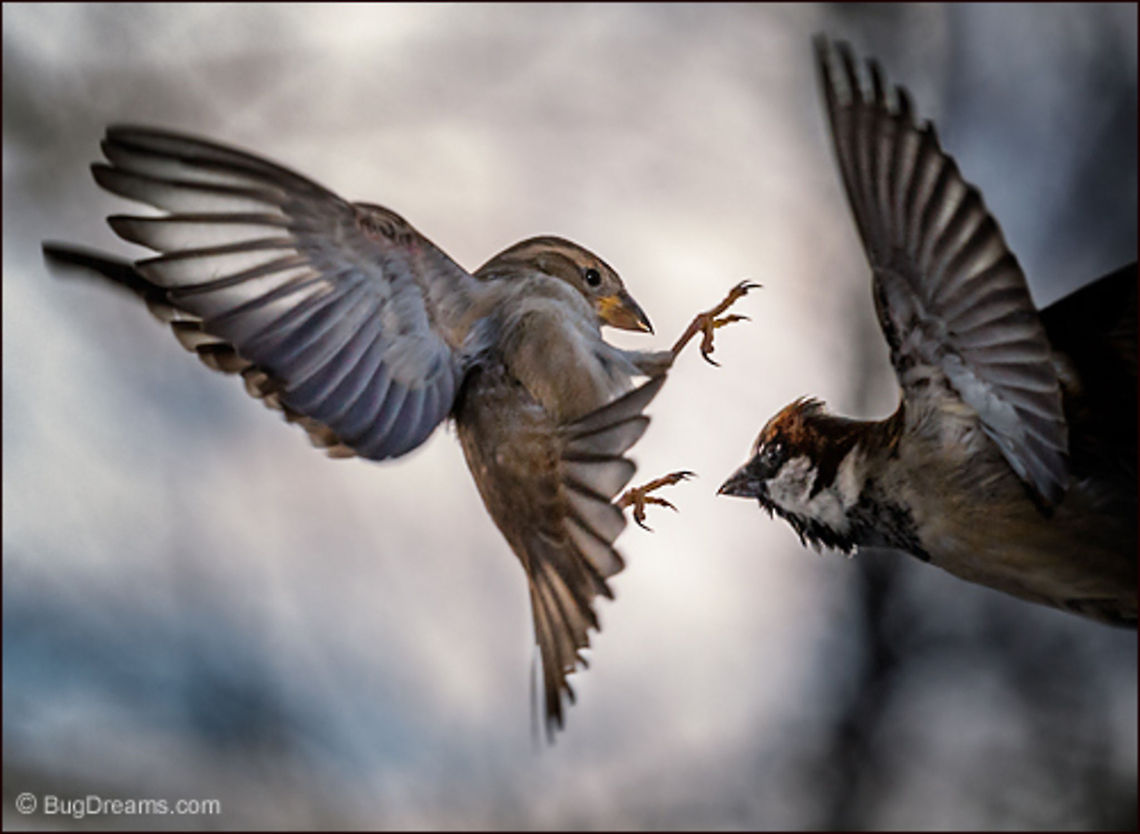 Gangnam Style | Passer domesticus A lightening rod of fury sparks a frenzied<br />
 Gangnam Style dance, unfriendly neighbors<br />
 in a fevered confusion of wings.<br />
<br />
Wild Light Post: <a href="http://www.bugdreams.com/archives/gangnam-style/" rel="nofollow">http://www.bugdreams.com/archives/gangnam-style/</a><br />
 House Sparrow,Passer domesticus,bird,birdwatching,flight,passer domesticus,songbird,sparrow,wild,wildlife,win,wings
