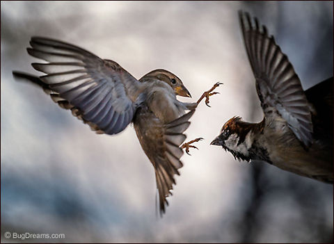 Gangnam Style | Passer domesticus A lightening rod of fury sparks a frenzied
 Gangnam Style dance, unfriendly neighbors
 in a fevered confusion of wings.

Wild Light Post: http://www.bugdreams.com/archives/gangnam-style/
 House Sparrow,Passer domesticus,bird,birdwatching,flight,passer domesticus,songbird,sparrow,wild,wildlife,win,wings