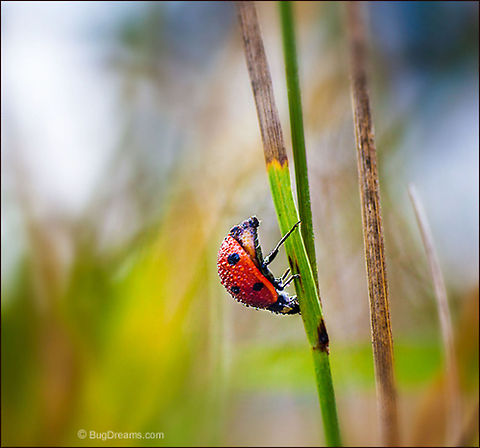Slumber Party | Ladybug She blew her tiny mind at a slumber party
 in my sleepy garden, each leg lost
 in a different fantasy.

Wild Light Post: http://www.bugdreams.com/archives/slumber-party/ 7-spot Ladybird,Coccinella septempunctata,Coccinellidae,Coleoptera,beetle,biodiversity,insect,invertebrate,ladybug,nature,wildlife