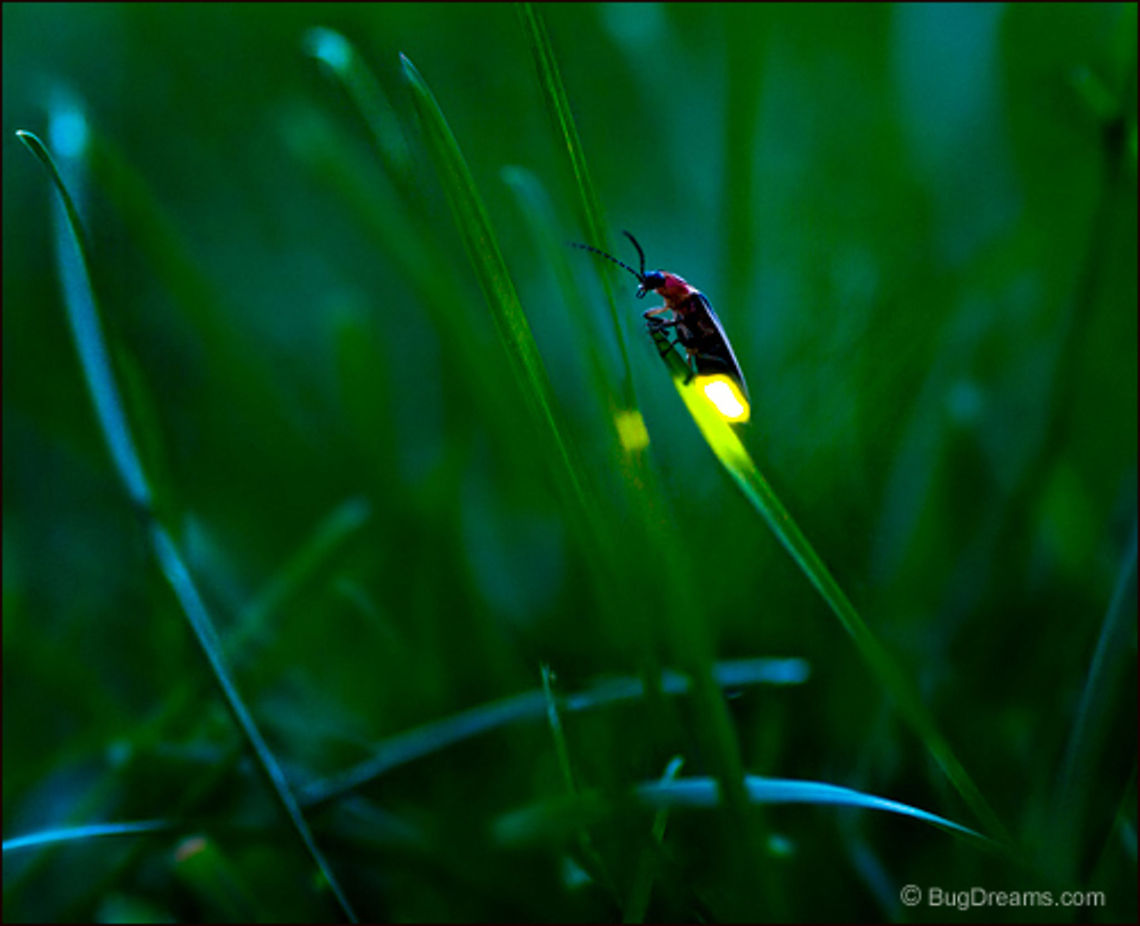 Old Memories | Photinus pyralis Lost fires stilled by winter frost<br />
 as dusk fades, a firefly&rsquo;s glow amplifies<br />
 old memories of summer.<br />
<br />
Wild Light Post: <a href="http://www.bugdreams.com/archives/memories/" rel="nofollow">http://www.bugdreams.com/archives/memories/</a> Photinus,Photinus pyralis,Photinus pyralis Blow,beetle,big dipper,biodiversity,bioluminescence,common eastern firefly,dusk,evening,firefly,glow,glowworm,grass,insect,light,lightning bug,night,summer