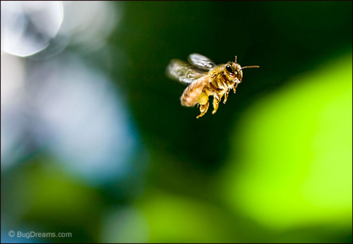 Sweet Fireball | Apis mellifera A honey bee bends the light to her will,<br />
 a fireball of sweetness confident<br />
 of a fourth-dimensional escape.<br />
<br />
Wild Light Post: <a href="http://www.bugdreams.com/archives/sweet-fireball/" rel="nofollow">http://www.bugdreams.com/archives/sweet-fireball/</a> Apis mellifera,Apis mellifera ligustica,European honey bee,Italian honey bee,Western honey bee,apis,bee,beekeeping,entomology,flight,garden,honey bee,honeybee,insect,invertebrate,nature,pollen,pollinate,sun,wings