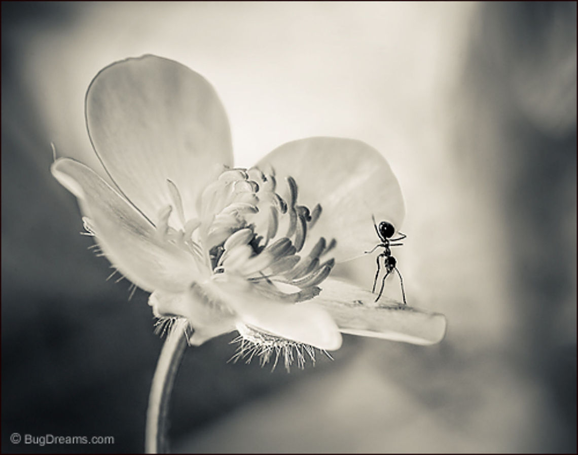 Ant Dreams | Tetramorium caespitum Playing hide and seek with her shadow,<br />
 an ant dreams of a time when<br />
 all the world made sense.<br />
<br />
Wild Light Post: <a href="http://www.bugdreams.com/archives/ant-dreams/" rel="nofollow">http://www.bugdreams.com/archives/ant-dreams/</a> Formicidae,Pavement ant,Tetramorium caespitum,ant,biodiversity,insect,invertebrate,nature,road,wild,wildlife