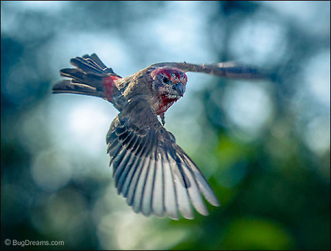 The Spectacle of History | Carpodacus mexicanus A finch flies above the spectacle of history,
 changing the colors of the stratosphere
 in order to move forward.

Wild Light Post: http://www.bugdreams.com/archives/history/ Carpodacus mexicanus,Fringillidae,House Finch,bird,birdwatching,finch,flight,nature,songbird,wild,wildlife,wings