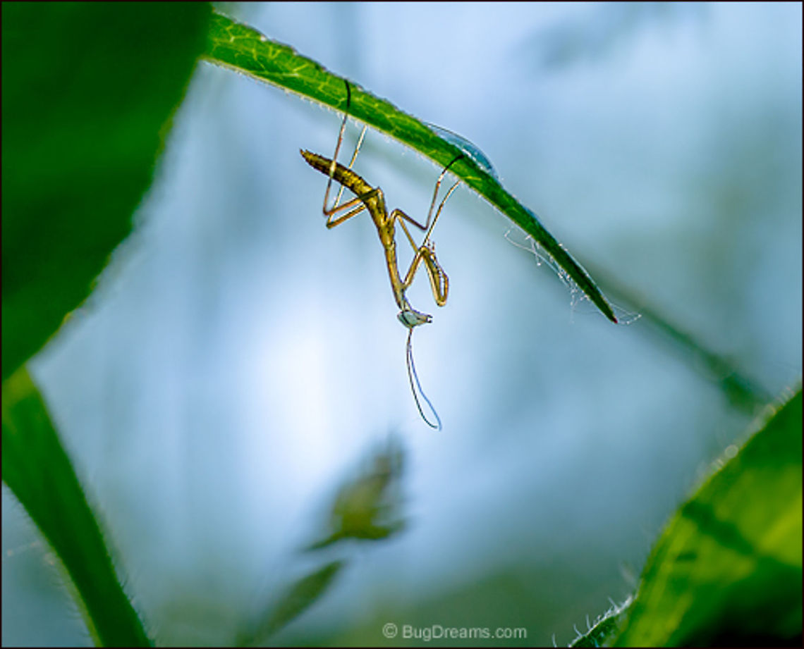 Garden Carnival | Tenodera aridifolia sinensis Too brainy for her own good, a mantis<br />
 guards the entrance to a garden carnival.<br />
<br />
Wild Light Post: <a href="http://www.bugdreams.com/archives/garden-carnival/" rel="nofollow">http://www.bugdreams.com/archives/garden-carnival/</a> Chinese Mantis,Dictyoptera,Mantidae,Tenodera aridifolia sinensis,Tenodera sinensis,entomology,garden,insect,invertebrate,mantid,mantis,nymph,praying mantis,wildlife