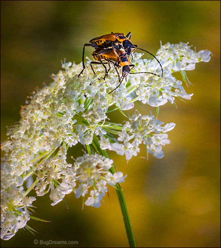 A Fog of Lust | Soldier beetle Entangled beetles mate in a fog of lust, <br />
soldiers on leave consumed in golden fire.<br />
<br />
Wild Light Post: <a href="http://www.bugdreams.com/archives/lust/" rel="nofollow">http://www.bugdreams.com/archives/lust/</a><br />
 Chauliognathus pensylvanicus,Goldenrod soldier beetle,Soldier Beetle,Soldier beetle,beetle,biodiversity,flower,insect,invertebrate,mate,mating,nature,sex,wildlife