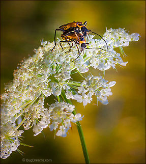 A Fog of Lust | Soldier beetle Entangled beetles mate in a fog of lust, 
soldiers on leave consumed in golden fire.

Wild Light Post: http://www.bugdreams.com/archives/lust/
 Chauliognathus pensylvanicus,Goldenrod soldier beetle,Soldier Beetle,Soldier beetle,beetle,biodiversity,flower,insect,invertebrate,mate,mating,nature,sex,wildlife