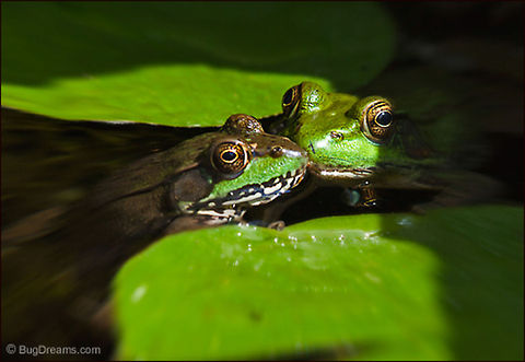 A Valentine Spell | Rana clamitans melanota A Valentine spell comes unhinged,
 releasing enchanted lovers from
 forgotten fairy tales.

Wild Light Post: http://www.bugdreams.com/archives/valentine-2/ Lithobates clamitans melanota,Northern Green Frog,Northern green frog,Rana clamitans melanota,amphibian,ana clamitans melanota,frog,photograph,pond,water