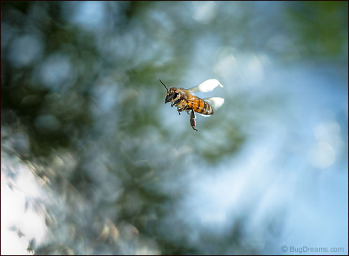 Choking the Dawn | Apis mellifera A honey bee breaks through shadows<br />
 thick enough to choke the dawn,<br />
 fracturing the landscape of a garden.<br />
<br />
Wild Light Post: www.bugdreams.com/archives/dawn/ Apis mellifera,Apis mellifera ligustica,Western honey bee,apis,bee,beekeeping,entomology,flight,flower,garden,hive,honey,honey bee,honeybee,insect,invertebrate,nature,pollen,pollinate,sun
