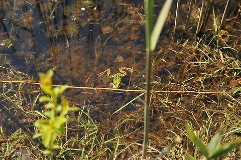 Groene kikker  Geotagged,The Netherlands