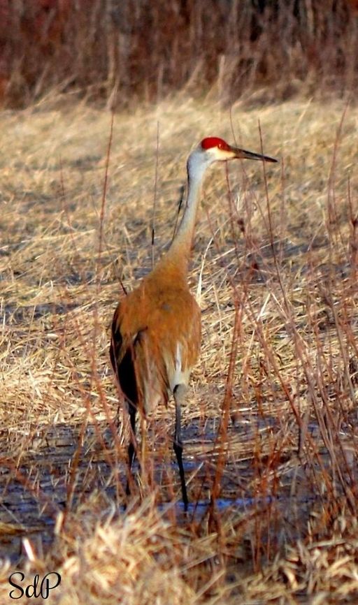 Sandhill Crane  Grus canadensis,Sandhill Crane