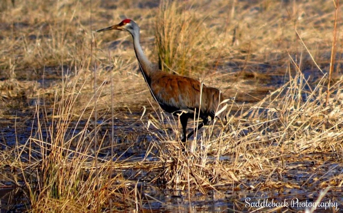 Sandhill Crane  Grus canadensis,Sandhill Crane