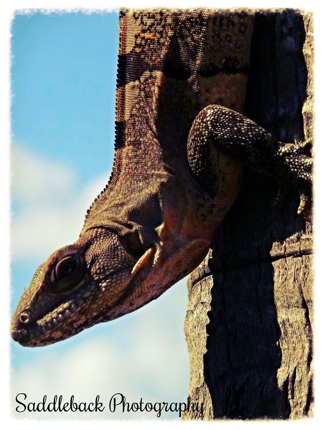 Black iguana  Ctenosaura similis