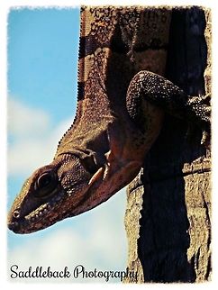 Black iguana  Ctenosaura similis