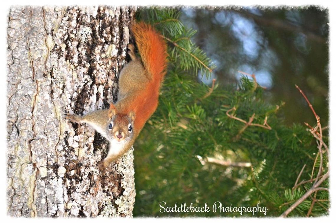Eastern gray squirrel  Eastern gray squirrel,Sciurus carolinensis