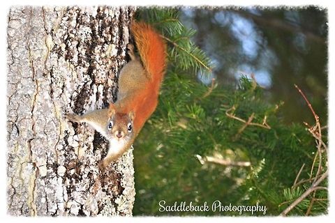 Eastern gray squirrel  Eastern gray squirrel,Sciurus carolinensis