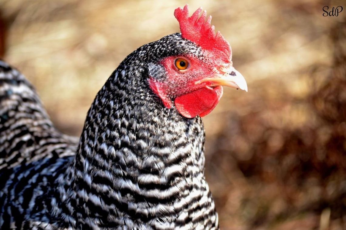Dominique or Pilgrim Fowl  Chicken,Domestic Chicken,Gallus gallus,Gallus gallus var. domesticus