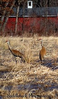 Sandhill Cranes  Grus canadensis,Sandhill Crane