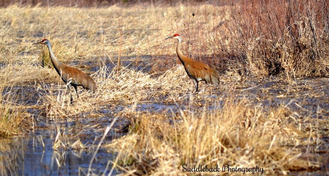 Sandhill Crane  Grus canadensis,Sandhill Crane