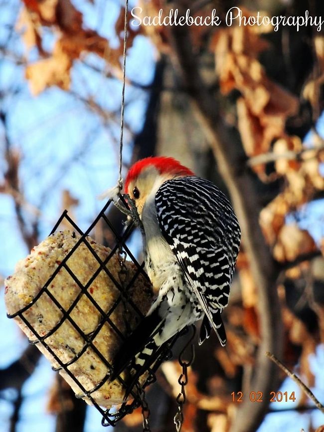 Red-bellied woodpecker  Melanerpes carolinus,Red-bellied Woodpecker